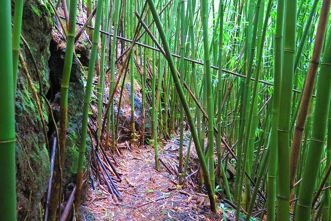 Hawaiian Waterfall Hike - Encountering Local Flora and Fauna