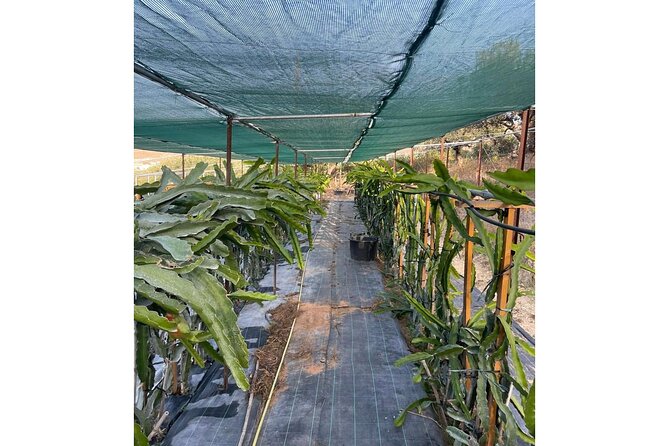 Heraklion:Olive & Dragon Fruit Farm Tour & Cretan Farmers Brunch - Accessibility and Participation