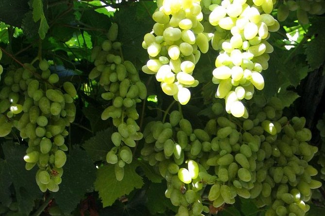 Herculaneum-Wine Tour From Sorrento, With Licensed Guide Included - Pricing and Cancellation Policy