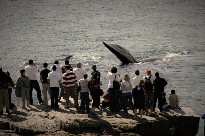 Hermanus Land Based Whale Tour With Dave De Beer - Whale Watching and Marine Life Encounters