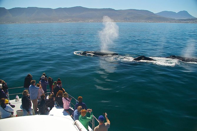 Hermanus Whale Watching Boat Trip With Shared Transfers From Cape Town - Travel and Pickup Details