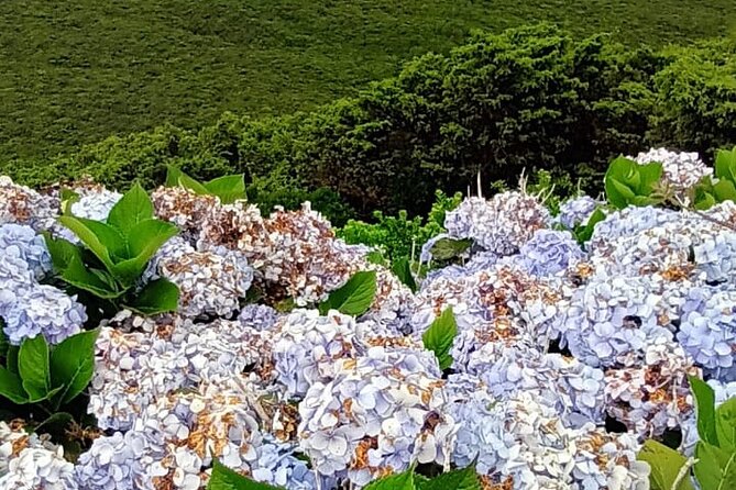 Hike 3 Hours Inland Terceira Island - Booking Information