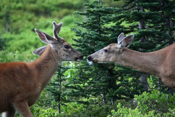 Hike Mt. Rainier & Taste Yakima Valley Wine: All-Inclusive Day Tour From Seattle - Gourmet Wilderness Picnic