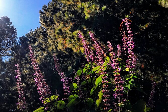 Hiking in the Sierra Norte of Oaxaca - Highlights of the Hiking Trail