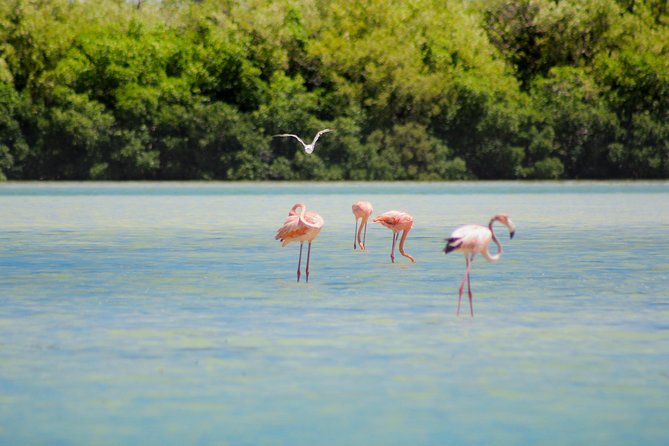 Holbox Island Tour in Mexico With Lunch - Participant Requirements and Recommendations