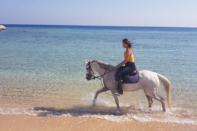Horse Ride Trip , Bedouin Dinner And Show - Sharm El Sheikh - Schedule and Accessibility