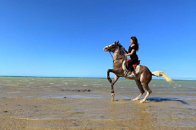 Horse Riding at Red Sea Desert and Sea From Sharm - Recommended Level of Fitness