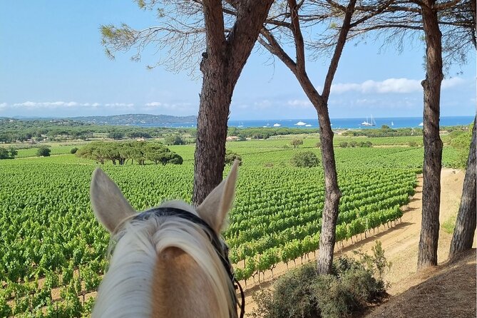 Horse Riding in the Vineyards of Ramatuelle + Wine Tasting - Wine Tasting Details