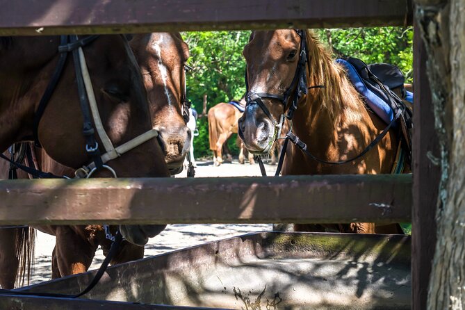 Horseback Riding , Blue Hole and Lunch From Ocho Rios - Exploring the Blue Hole