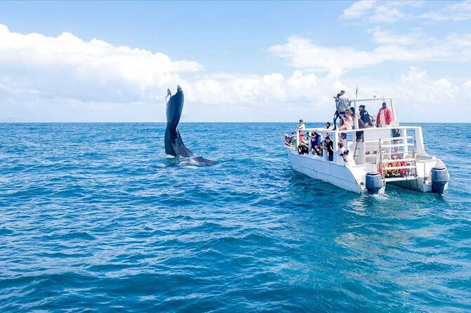Humpback Whale Watching in Samana From Juan Dolio - Tour Schedule and Duration