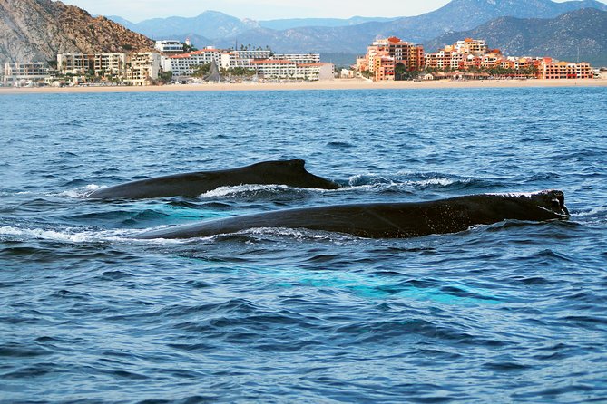 Humpback Whales in Cabo San Lucas - Customer Experiences and Reviews