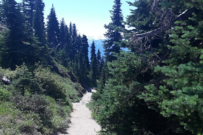 Hurricane Ridge Olympic National Park From Seattle - Wildlife Encounters