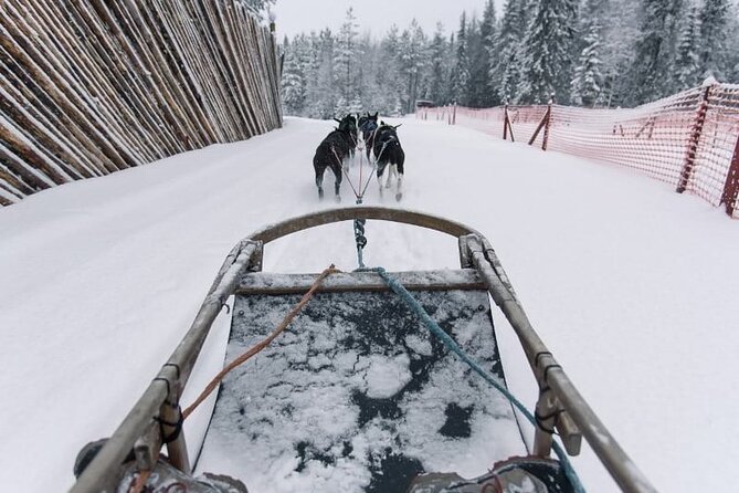 Husky Sledding Ride 1,5 Km Family Trip - Highlights of the Experience