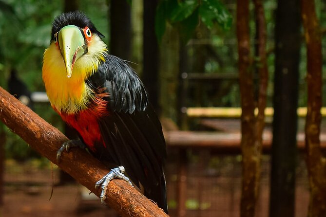 Iguazu Falls Full Day Tour Argentine Side With Optional Brazilian Falls - Exploring the Argentine Side