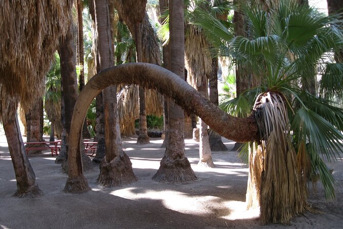 Indian Canyons Hiking Tour by Jeep From Palm Desert - Tour Requirements and Recommendations