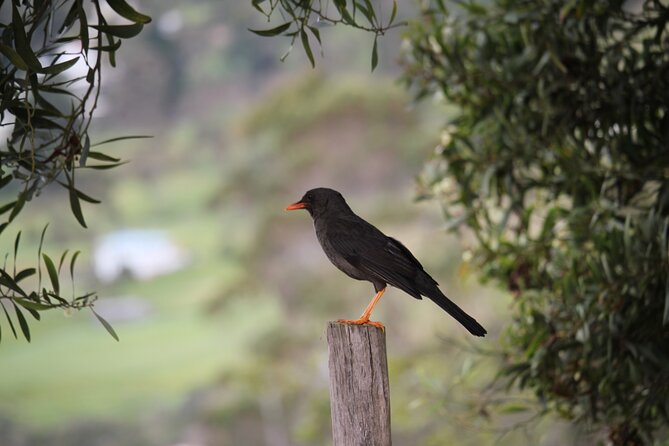 Ingapirca Archaeological and Gualaceo & Chordeleg Tour From Cuenca - Booking and Pricing