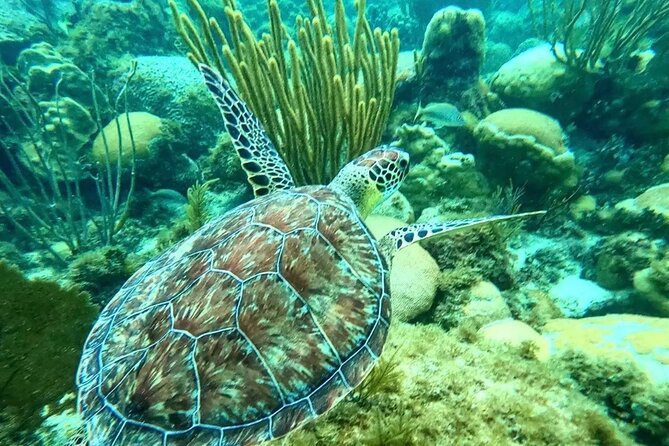 Islamorada: 2-Hour Snorkeling Adventure on Pontoon - Participation Requirements