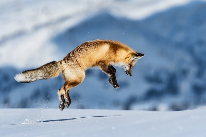 Jackson 4-Day and 3-Night Grand Teton and Yellowstone Winter Tour - Inclusions and Exclusions