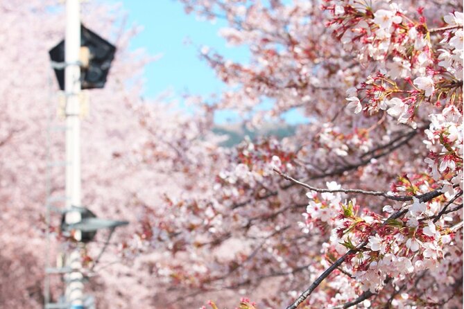 Jinhae Pink Cherry Blossom Festival Day Tour From Seoul - Tour Requirements