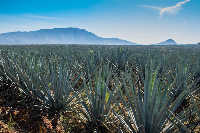 José Cuervo Tequila Day Experience From Guadalajara - Tour Highlights and Reviews