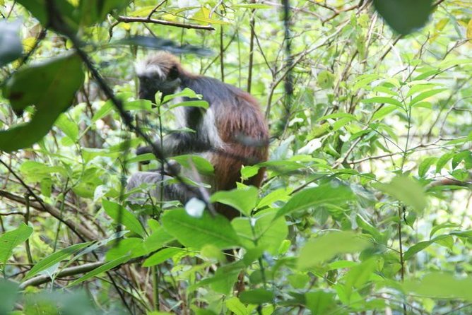 Jozani Forest Tour + Spice Tour - Discovering the Spice Farm