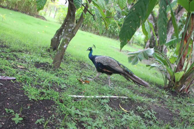 Jungle Safari Excursion - Reviews and Ratings