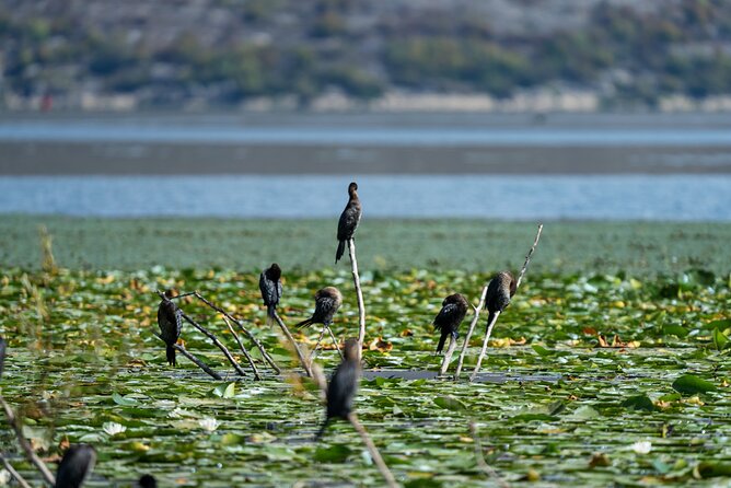 Kayak Rental Adventure Through Lake Skadar From Virpazar - Booking and Reservation Information