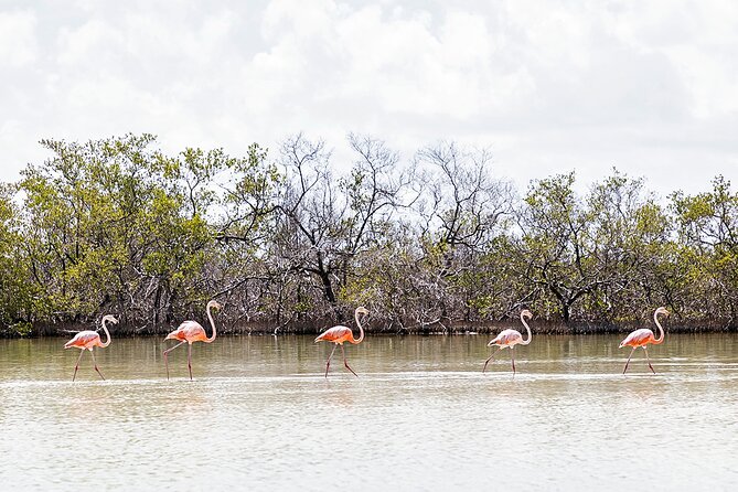 Kayaking Tour Through the Mangroves in Isla Holbox - Wildlife and Experience Highlights