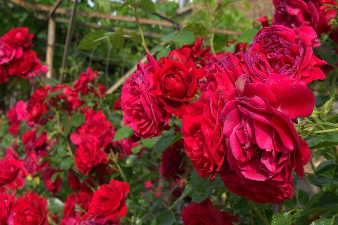 Kazanlak Full-Day Tour From Sofia - Booking Information