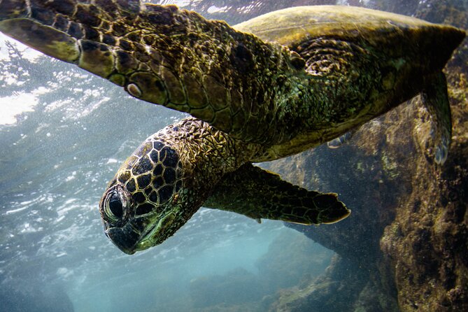 Kealakekua Bay (Captain Cook) Snorkeling - Meeting and Pickup Details