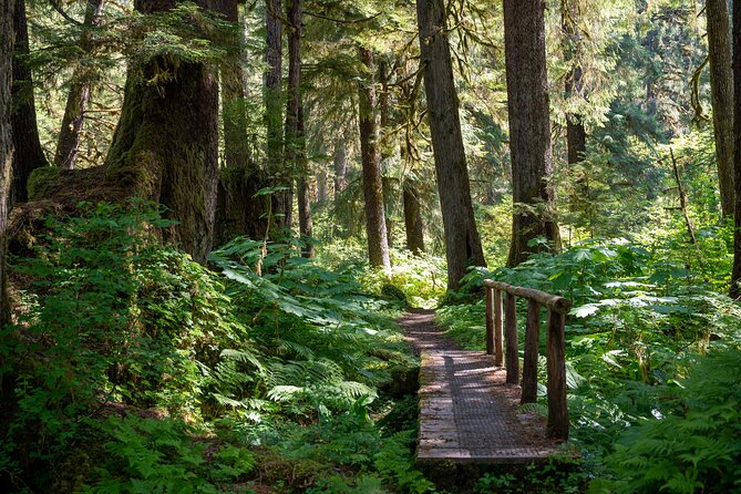 Ketchikan Magical Old-Growth Creek Trek Guided Tour - Taking in the Old-Growth Ecosystem