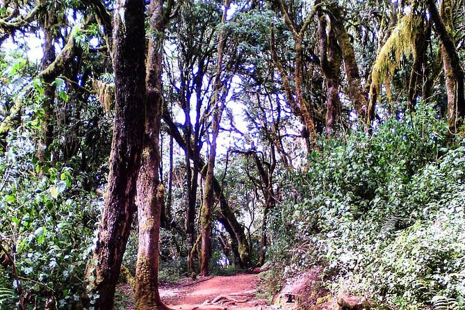 Kilimanjaro Private 2 Days Hiking Tour - Schedule