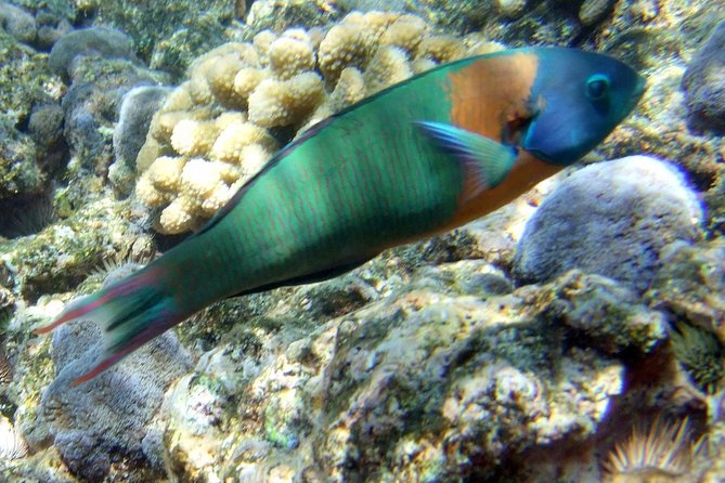 Kona Shore Excursion: Wild Dolphin Reefs Snorkel and Sea Caves - Additional Features