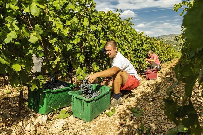 Krka Waterfalls & Dalmatian Delights From Split or Trogir - Experience Highlights