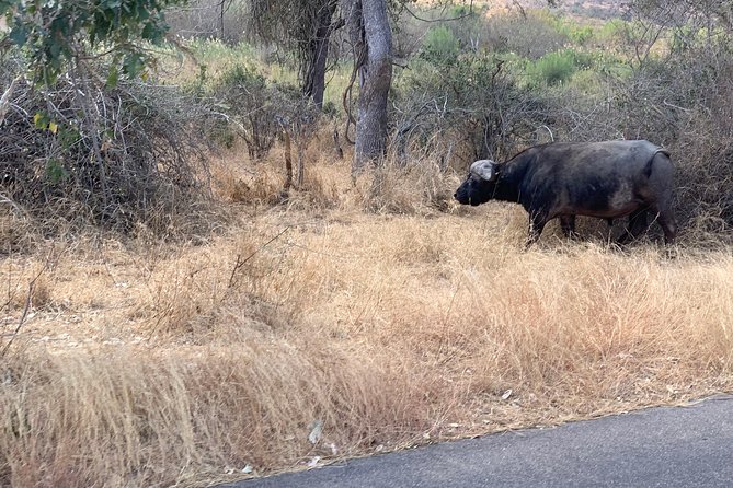 Kruger National Park Full Day Big 5 Safari Tour From Hazyview - Departure and Arrival