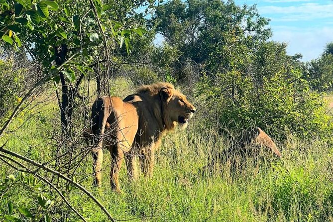 Kruger Park Full Day Guided Safari - Booking and Cancellation
