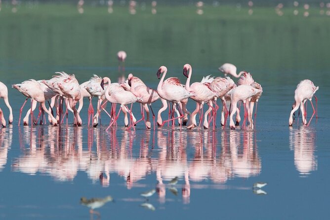 Lake Manyara Guided Day Tour From Arusha - Amenities Included