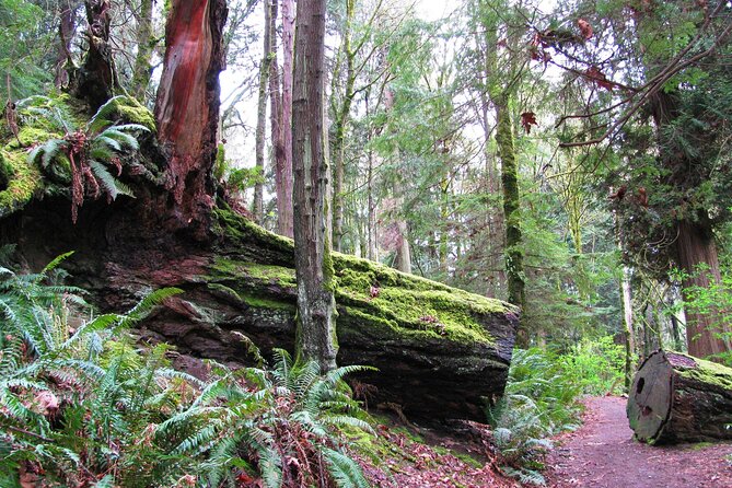 Lake, Old Growth Trees and Columbia City: Beautiful Natural Spaces and History - Discovering Columbia City