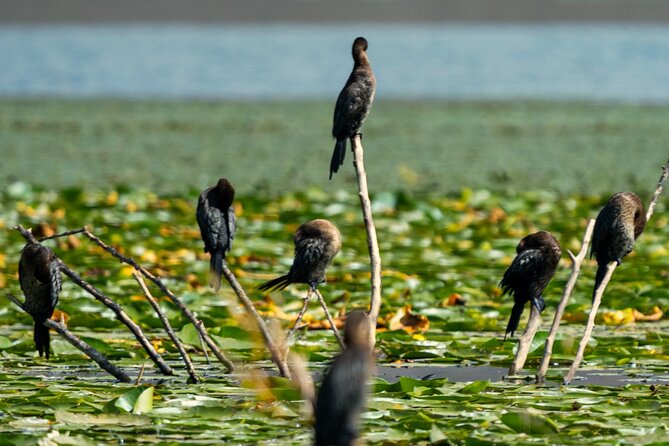 Lake Skadar: Early-morning Birdwatching and Photography Tour - Birdwatching Experience
