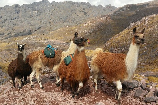 Lares Trek to Machu Picchu (6 Days) - Ascending to Machu Picchu