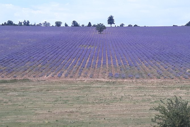 Lavender Tour Sault From Marseille - Exploring Lavender Fields