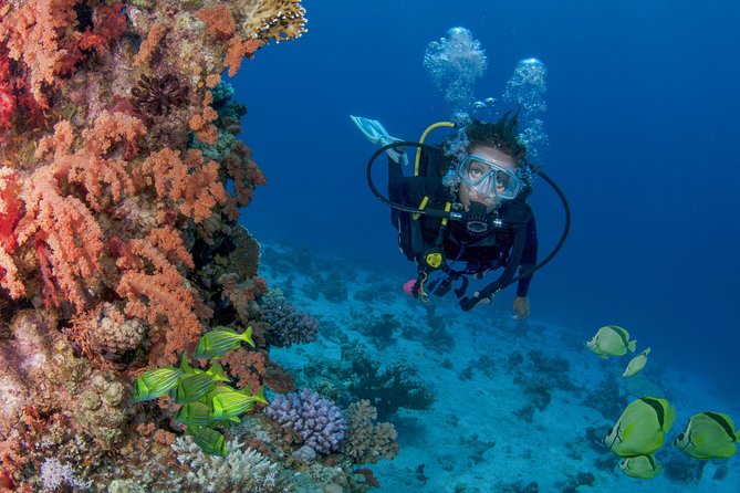 Learn to Scuba Dive in Cabo San Lucas With PADI - Health and Safety Requirements