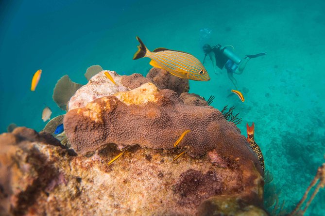Local Dive in Playa Del Carmen - Meeting and Logistics
