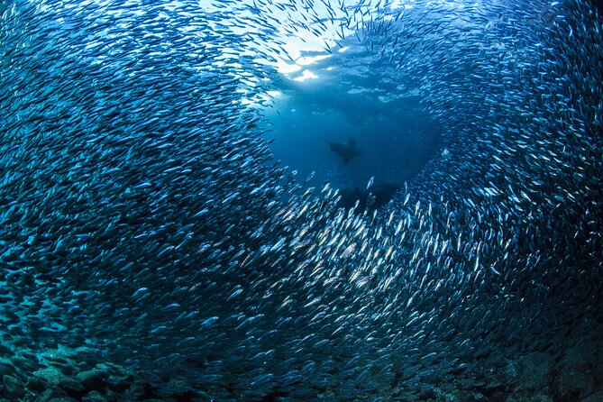 Los Cabos Beginner Scuba Dive Experience - Health and Safety Guidelines