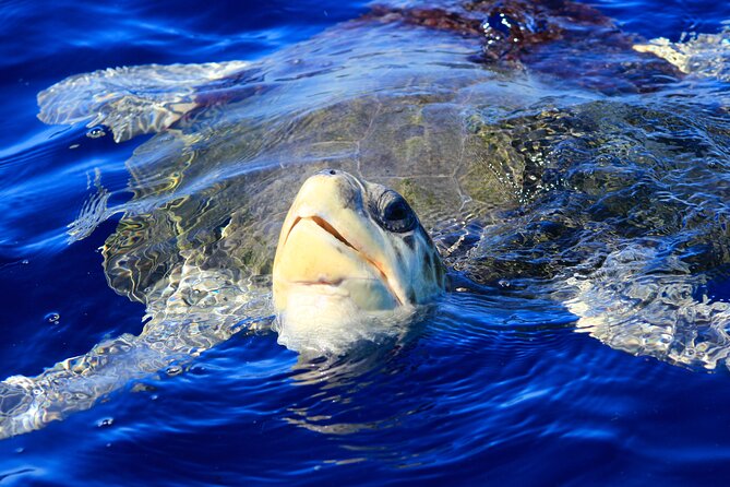 Los Cabos Whale Watching (Transportation and Pictures Included) - Traveler Feedback and Highlights
