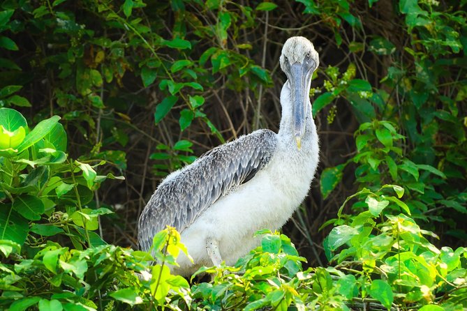 Los Haitises National Park - Hiking in Rain Forest + Private Boat to Caves - Pricing and Availability