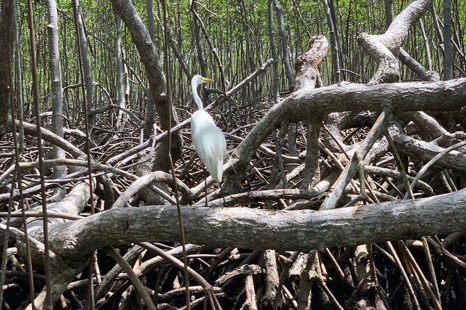 Los Haitises National Park Private Boat – Hiking 4 Hours Moist Forest Trail. - Learning Local History