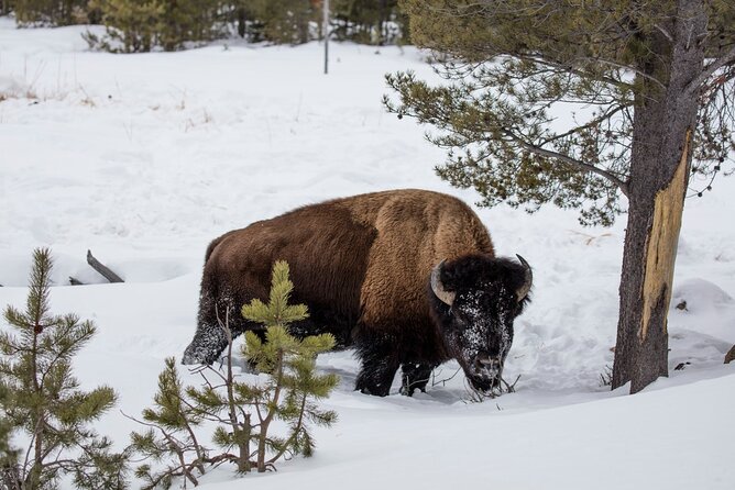 Luxury 1/2 Day Winter Grand Teton Tour & Sleigh Ride - Sleigh Ride Experience
