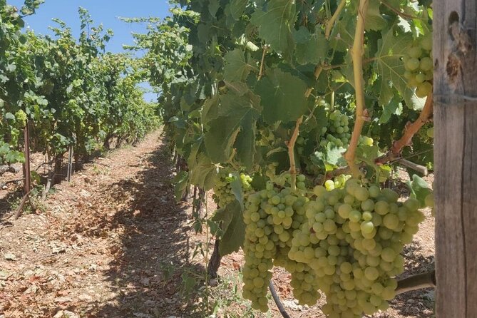LUXURY PRIVATE Wine Tasting in CRETE (also for CRUISE SHIPS) - Meeting and Pickup Details