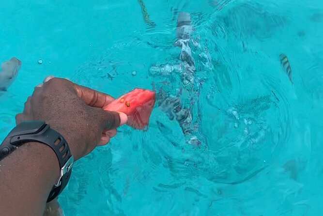 Luxury Swimming With DOLPHINS in MNEMBA and LUNCH - Accessibility and Health Considerations